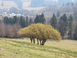 19. März 2022 Schwarzenbachrunde Naturfreunde (10)